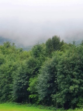 Karpatlar 'daki Tustan kalesinin kalıntıları.