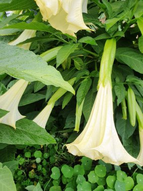 Brugmanya ağacı; beyaz çiçek yakın