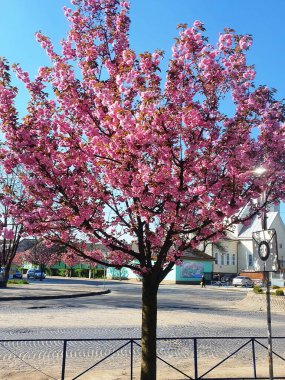 . Şehirde bir sakura ağacı açar.