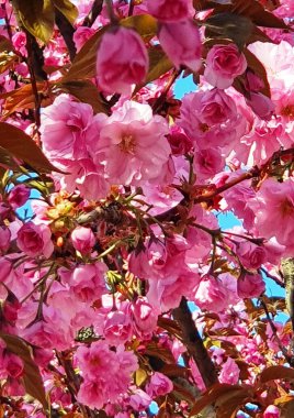 Pembe kiraz çiçekleri. İlkbaharda doğanın güzelliği