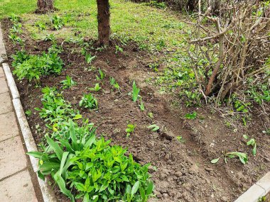 İlkbaharda ekilen çiçekler