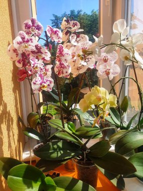 Odada orkideler açtı.