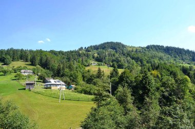 Güzel manzara orman günü