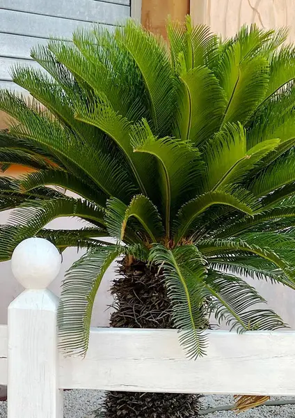 Çitin arkasında yeşil bir palmiye ağacı