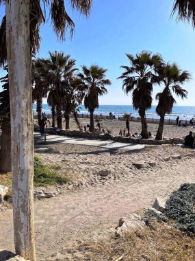 Yeşil palmiyeli kumsal