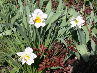 Beyaz nergisler gün içinde açar ve büyür.