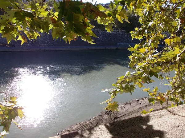 Sarı yaprakların arasında bir nehir akıyor.