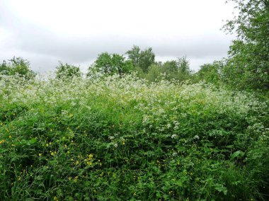 Bir bitki yazın büyür ve çiçek açar.