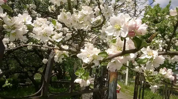 Beyaz yapraklı elma çiçeği.