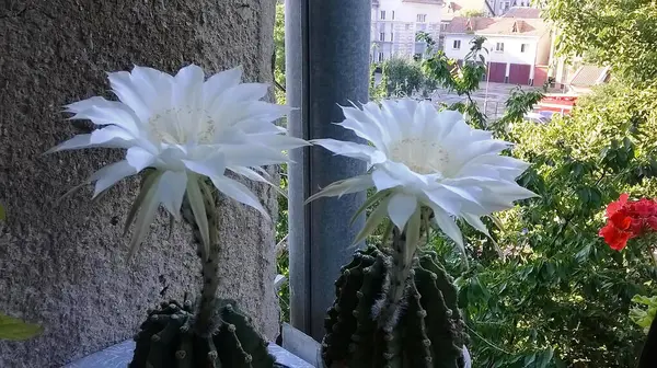 Yeşil bir kaktüsün iki beyaz çiçeği pencere pervazında yetişir.