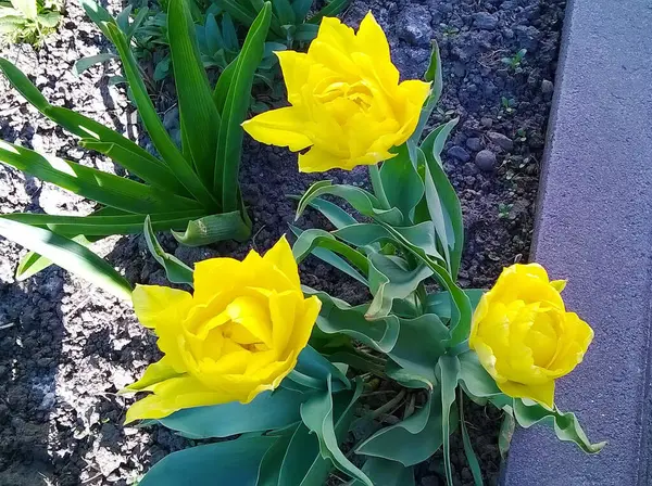 Yeşil yapraklı üç sarı nergis.