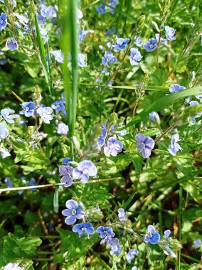 Mavi çiçekler tarlada büyür ve çiçek açar.