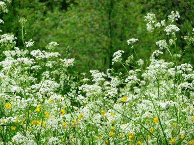 Ormanda sarı ve mavi çiçekler