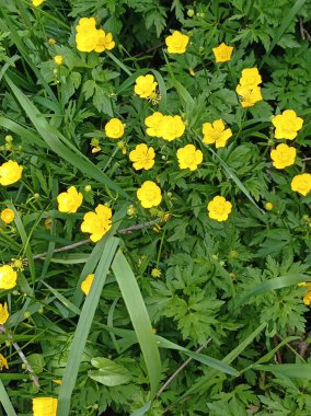 Çelidonyum majus yaprakları ve sarı çiçekleri vahşi doğada yetişiyor.