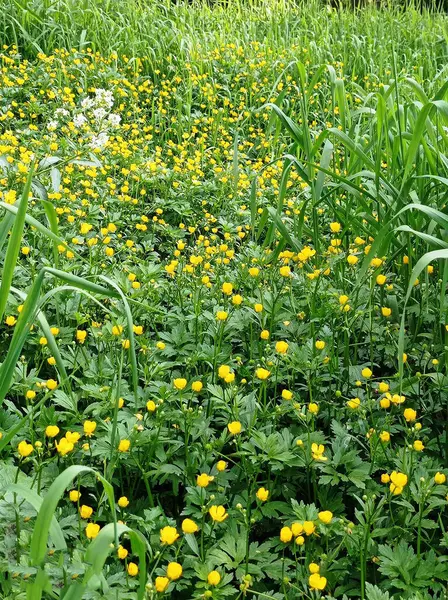 Stock image Living buttercups with white petals