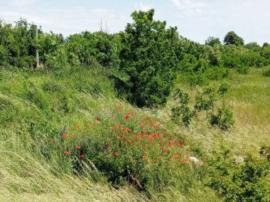 Siyah gelincikler yeşil çimlerde yetişir.