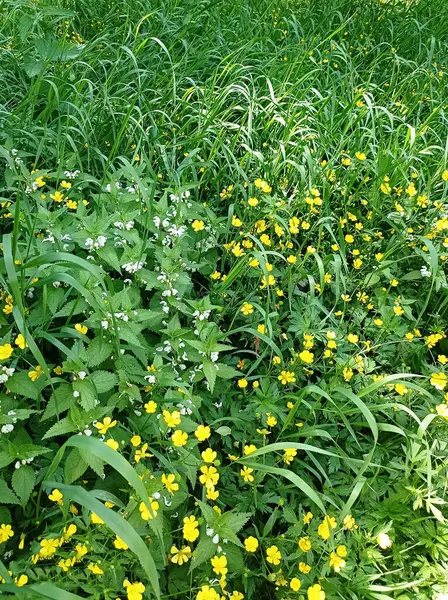 Düğünçiçeği ve bal ısırganları çiçek açar.