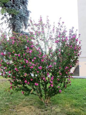 Sharon Gülü 'nün bir sürü çiçeği var.