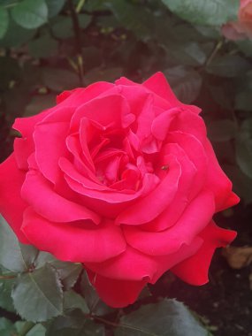 Yapraklı kırmızı bir gül büyüyor.