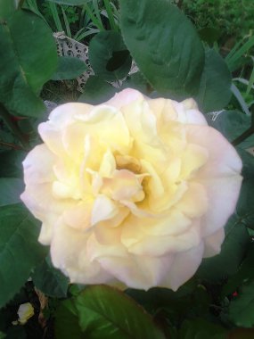 Sarı trojanla çiçek açar ve büyür