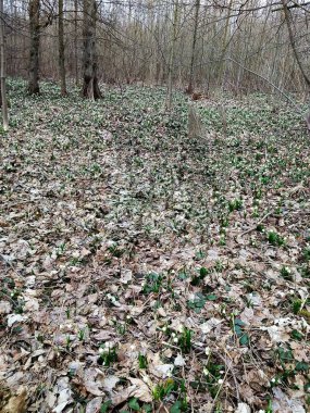  İlk beyaz bahar çiçekleri ormanda yetişir.