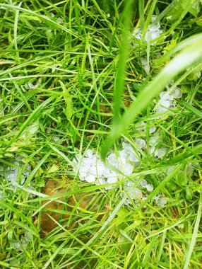 Beyaz dolu yeşil çimlerin üzerine düştü