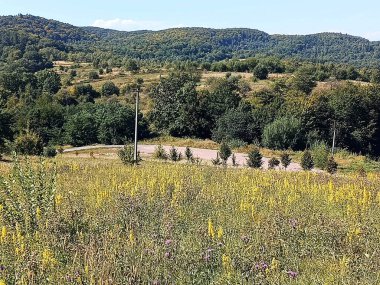 Yeşil dağların önündeki asfalt yolda.