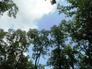 Gökyüzünün önündeki yeşil ağaçların arasına bak