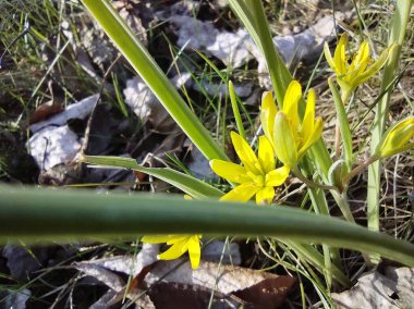 İlk sarı bahar çiçekleri bahçede yetişir.