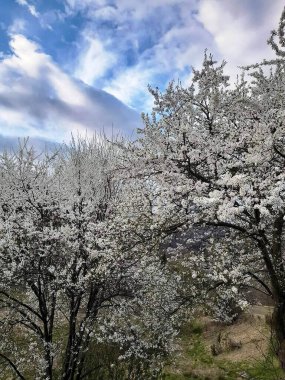 Gökyüzünün arka planında bulutlu beyaz bir çiçek