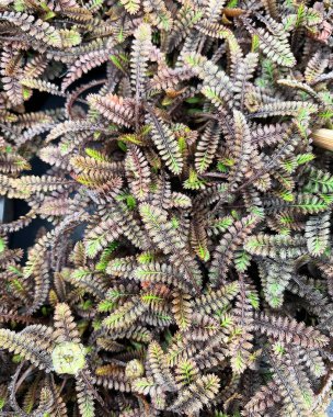  Eğrelti otuna benzeyen bir halı.