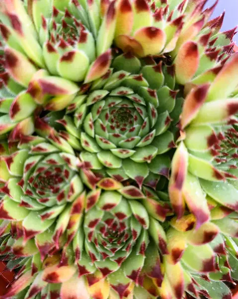 stock image Pink rosette leaves of the sempervivum succulent