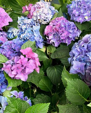 Bahçede çok renkli ortancalar yetişir.