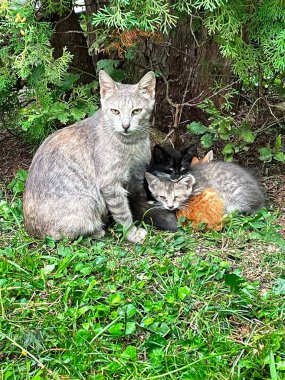 Çimlerin üzerinde dört farklı kedi