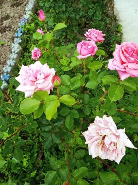 Güller yazın büyür ve çiçek açar.