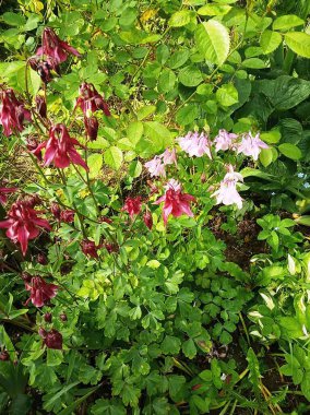 Düğün çiçeği familyasından Aquilegia cinsinden bir tür.