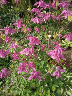 Kırmızı çan (Silene dioica) büyüyor