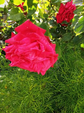 Doğa, kırmızı, güller, gül, çiçek, gün, mevsim, bahçe