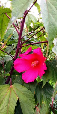 Sadece kırmızı bir çiçek açar ve yazın büyür.