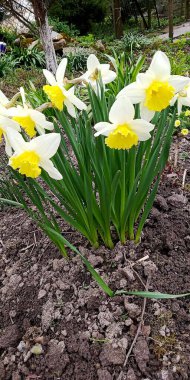 Yeşil bir bahçede büyüyen beyaz nergisler