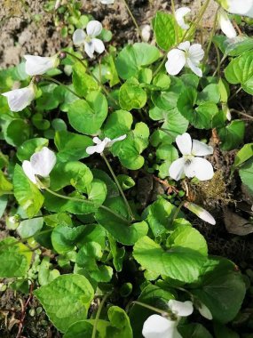 Sebze bahçesinde beyaz keman çiçek açıyor.