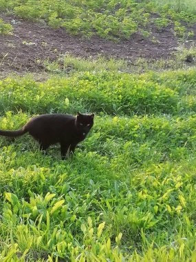 Siyah kedi yeşil çimlerin üzerinde