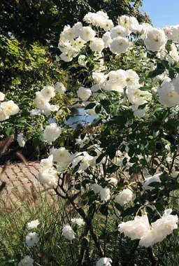 Yazın büyüyen ve açan bir sürü beyaz gül