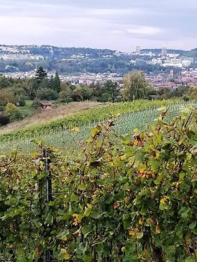 Sonbaharda büyüyen üzüm bağlarının fidanlığı.