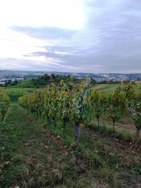 Sonbahar günü büyüyen üzüm bağları.