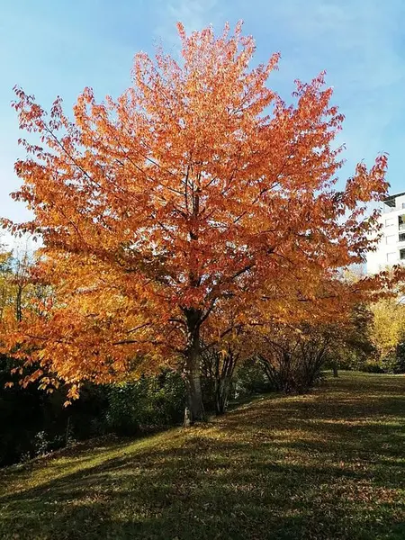 Sarı yapraklardan düşen ağaç