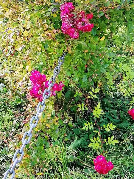 Kırmızı güller sonbahara hazırlanıyor.