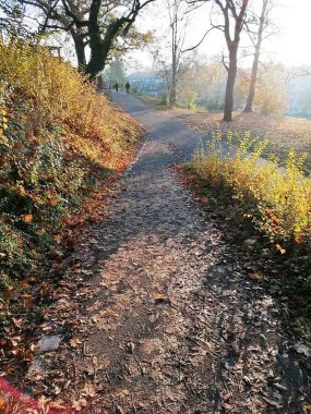 Parkta sarı yapraklı yol