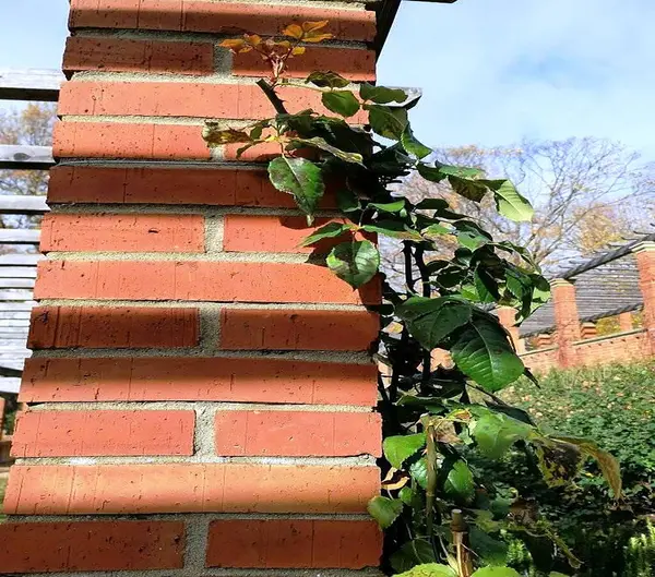 Tuğla duvar ve yeşil gül yapraklarının kombinasyonu