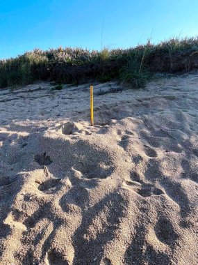 Kumun üzerinde insan ayak izleri var.